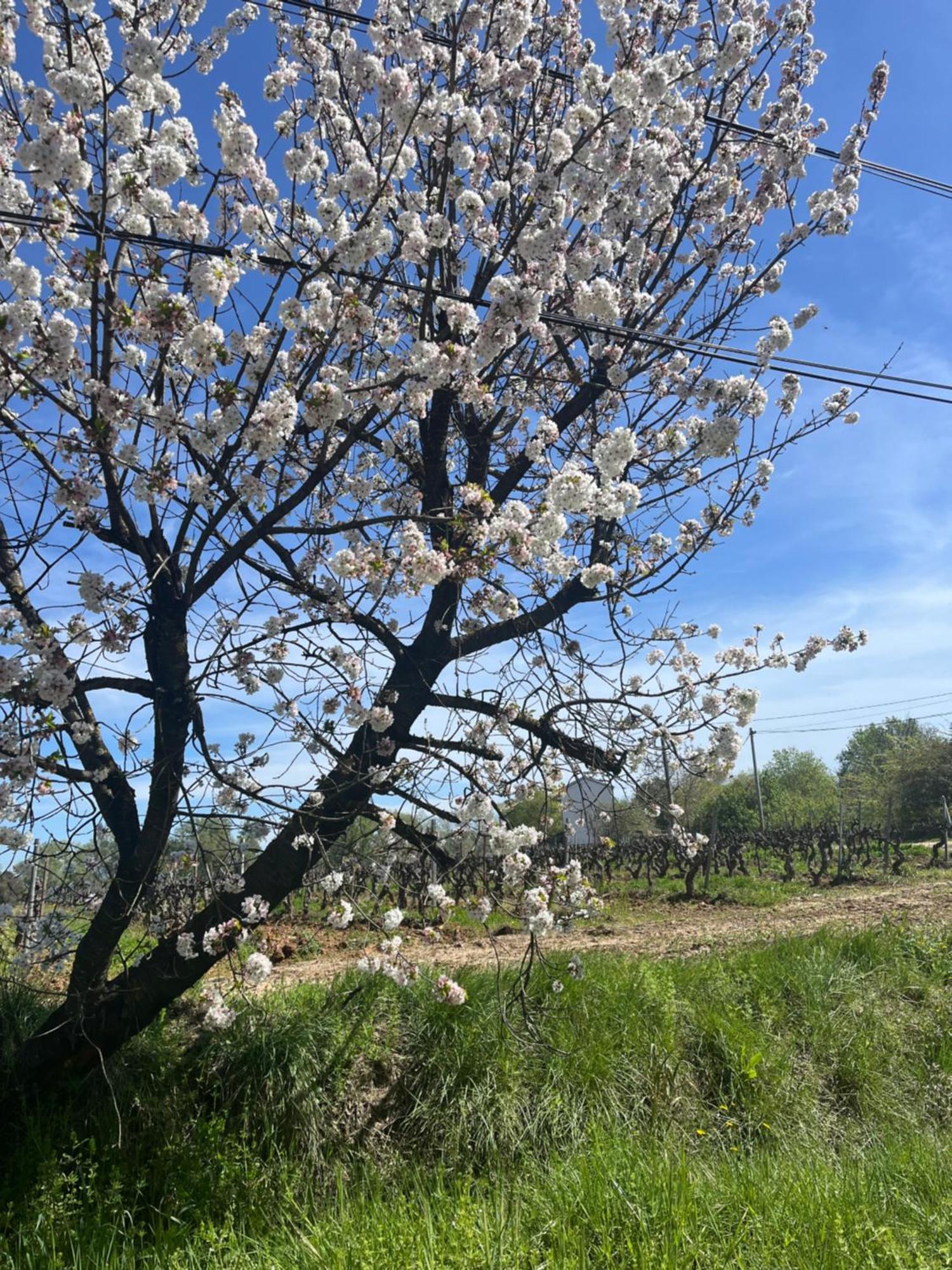 Appartement Avec Piscine Au Milieu Des Vignes Les Arcs-sur-Argens Exterior foto